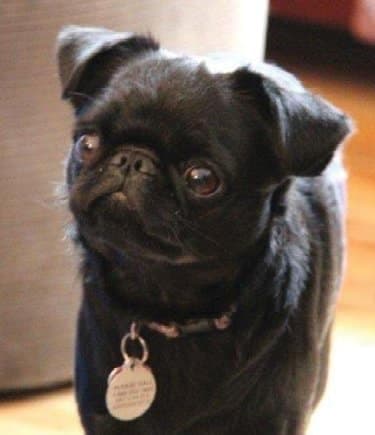 Brussels Griffon | The ‘Almost Human Expression’
