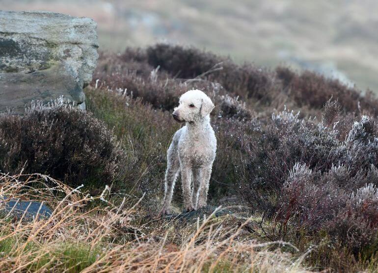 The Bedlington Terrier's Vocation