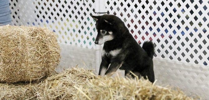 The Versatile Shiba