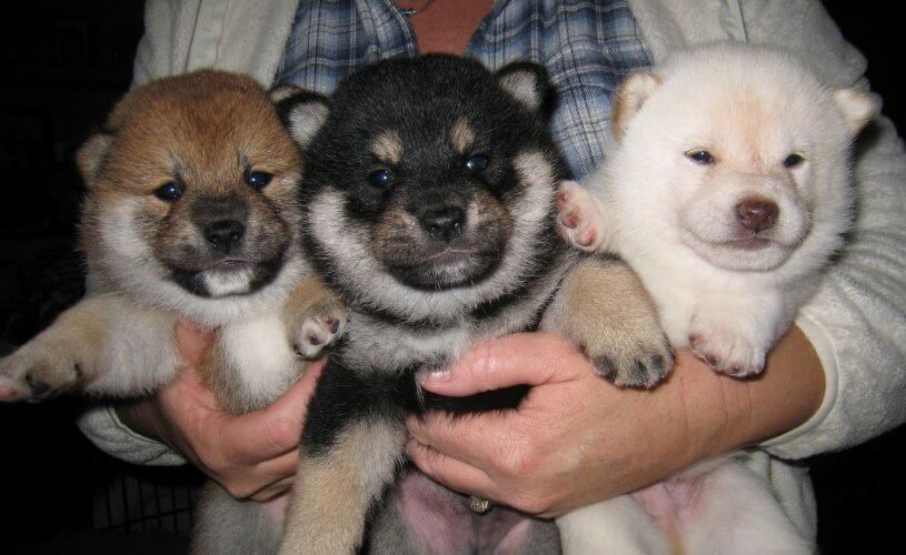Shiba Inu Genetic