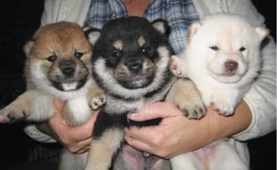 Shiba Inu Genetic