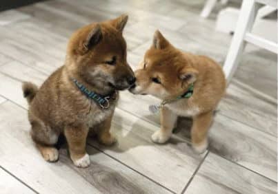 Shiba Inu Genetic Testing for Coat Color and Length