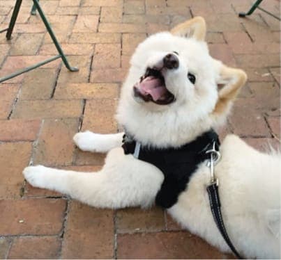 Shiba Inu Genetic Testing for Coat Color and Length