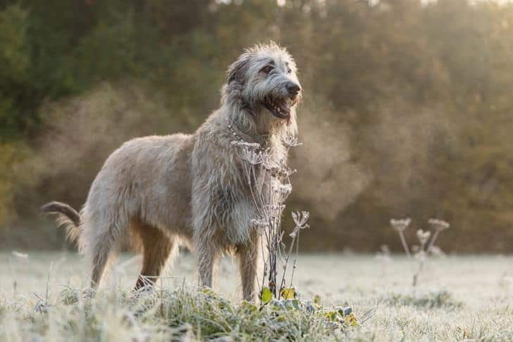 Judging Irish Wolfhounds
