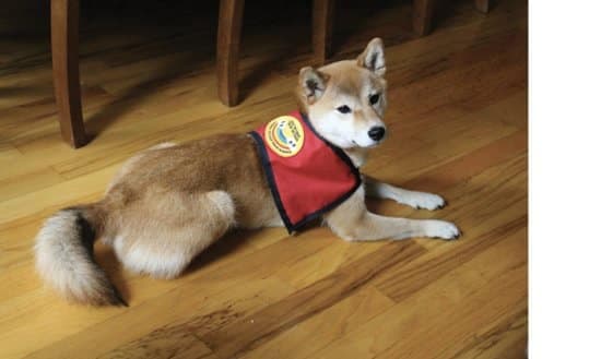 The Versatile Shiba