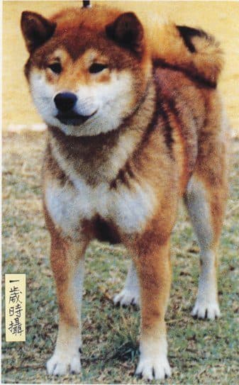 Shiba Inu Genetic
