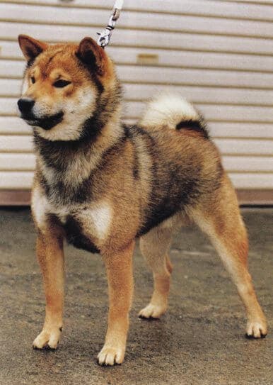 Shiba Inu Genetic Testing for Coat Color and Length