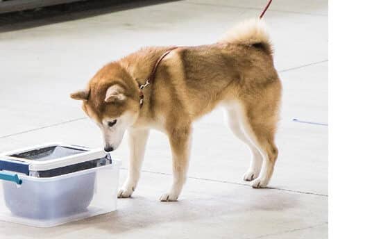 The Versatile Shiba
