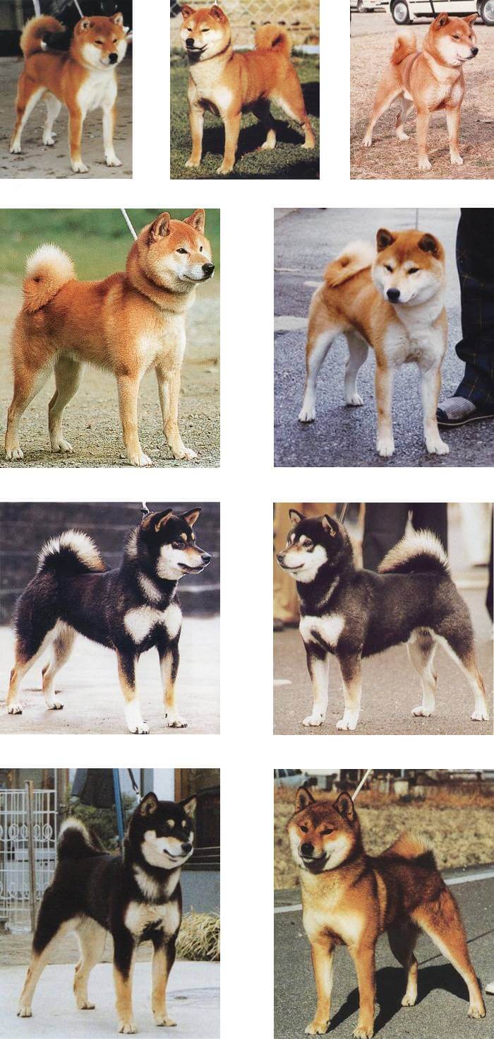 Shiba Inu Genetic