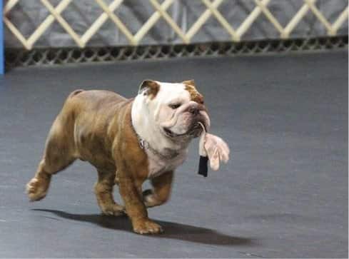 Ampirion Bulldogs | Anne Hier