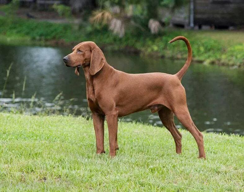 Sidearm Kennel | Lori Mills