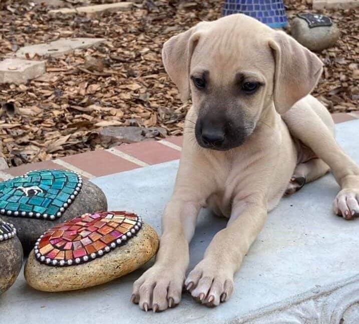 Sloughi Puppy