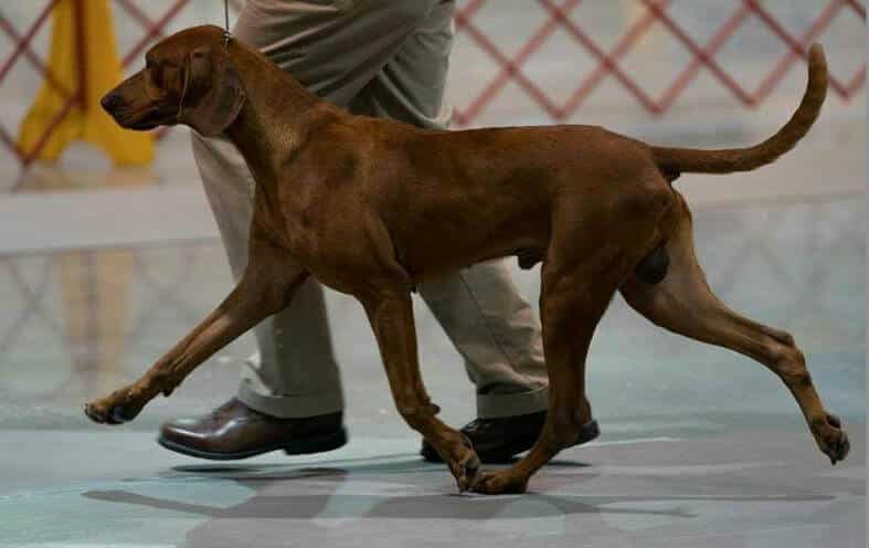 Sidearm Kennel | Lori Mills
