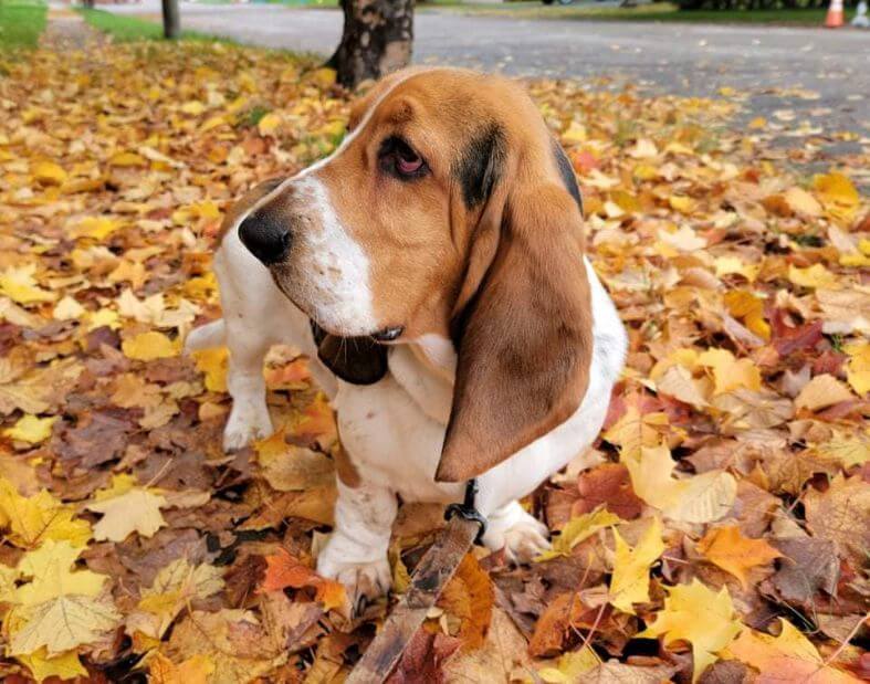 Renaissance Basset Hounds | Corey Rigoni