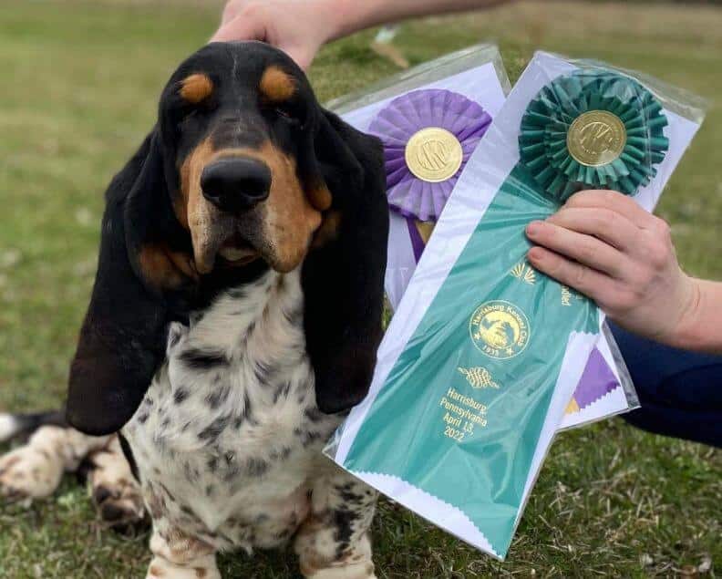 Renaissance Basset Hounds