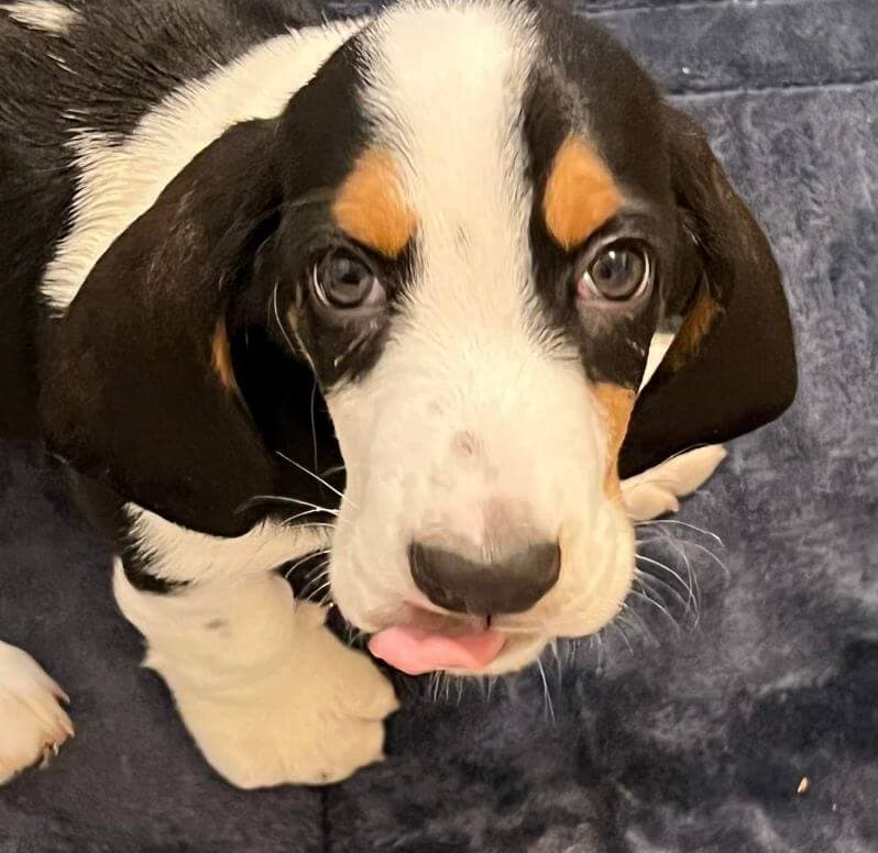 Renaissance Basset Hounds