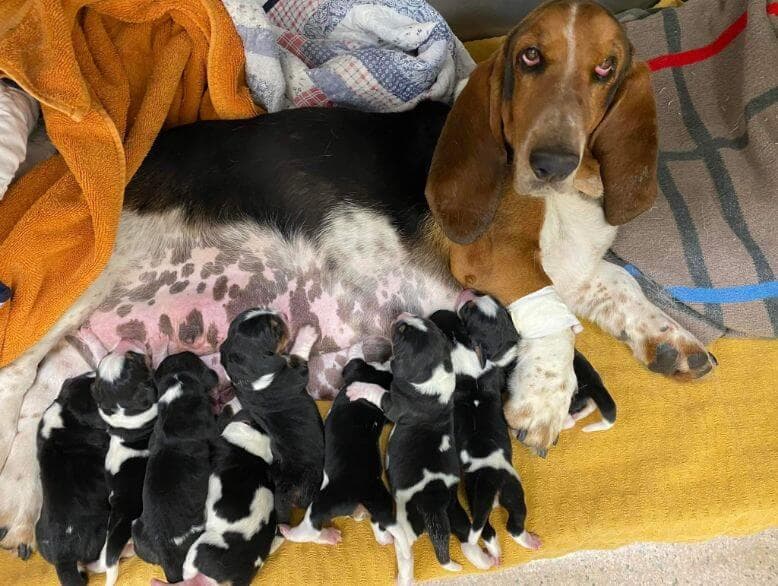 Renaissance Basset Hounds