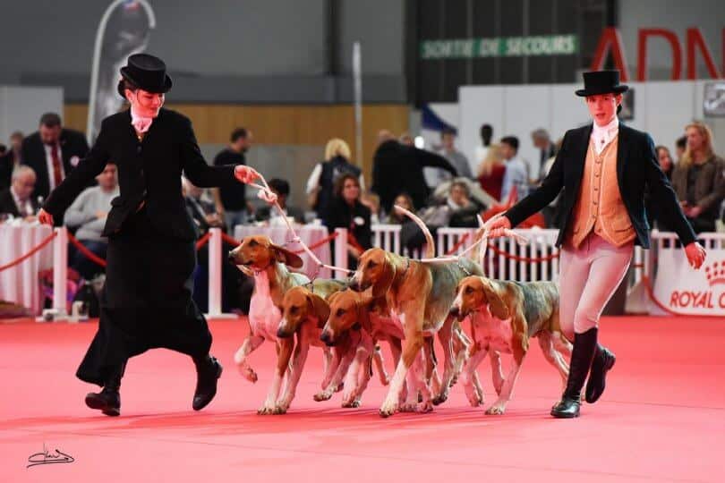 European Dog Show and Championnat de France 2022