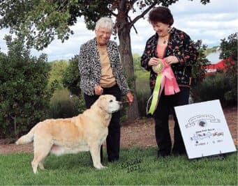 Dog Breed Standard