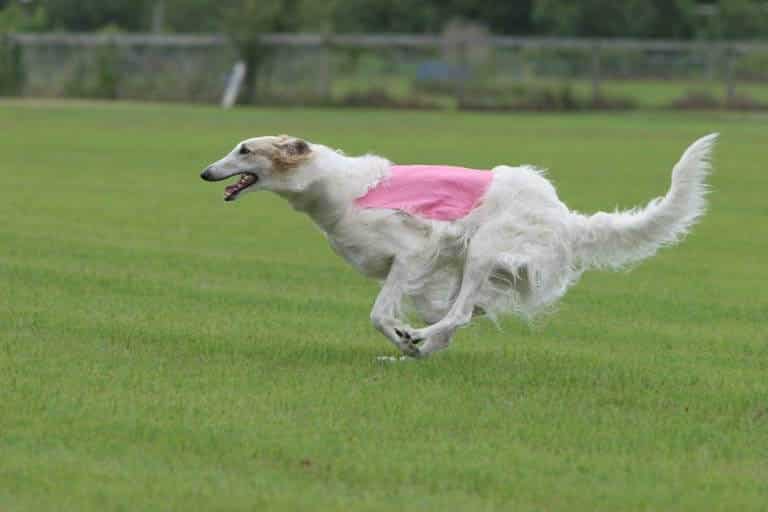 Closer Look at the Humerus (Upper Arm) of a Dog