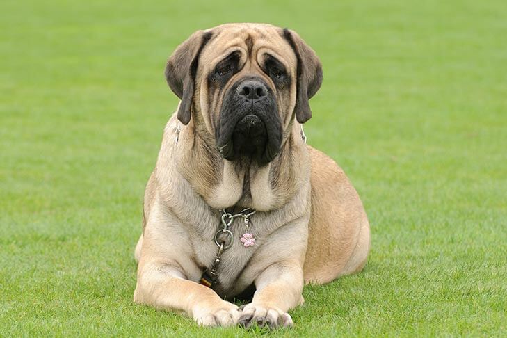 How to Judge the English Mastiff Dog Breed