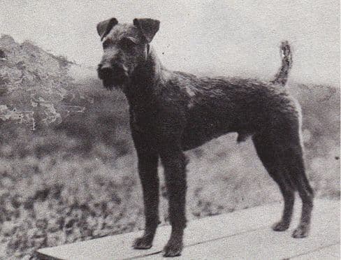 Irish Terrier Origins