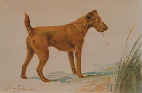 Irish Terrier Origins