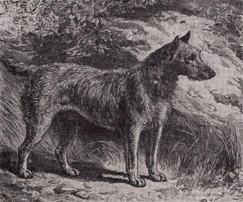 Irish Terrier Origins