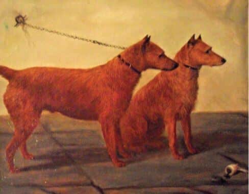 Irish Terrier Origins