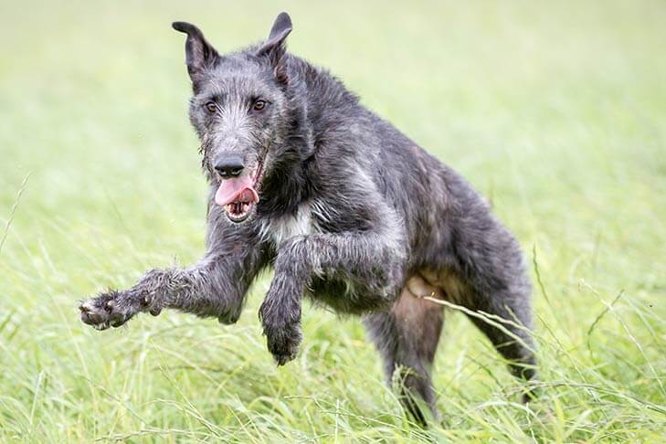 Iron Gate Hounds | Lynne Lozano