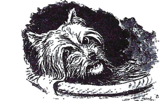 Heritage of the Yorkshire Terrier Dog Breed