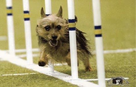 A Silky really ‘cutting’ threw the poles during an Agility Trial. They love the fast-paced event and challenge—but… they also enjoy frustrating their ‘trainers.’