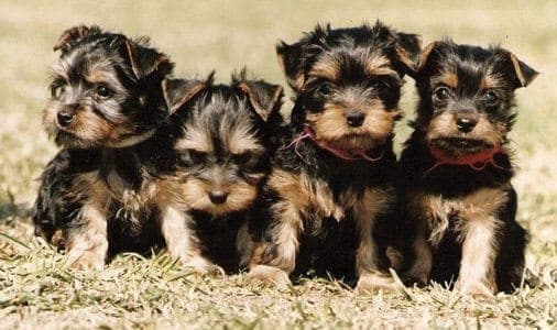 A litter of four Silky Terrier pups at 6 weeks of age. Pups are born black with tan markings and go through many color changes before adulthood. Ears generally go erect at 8-12 weeks of age.