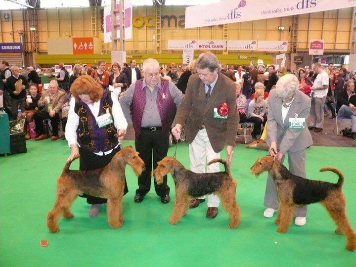 Longvue Airedale Terriers | Todd and April Clyde