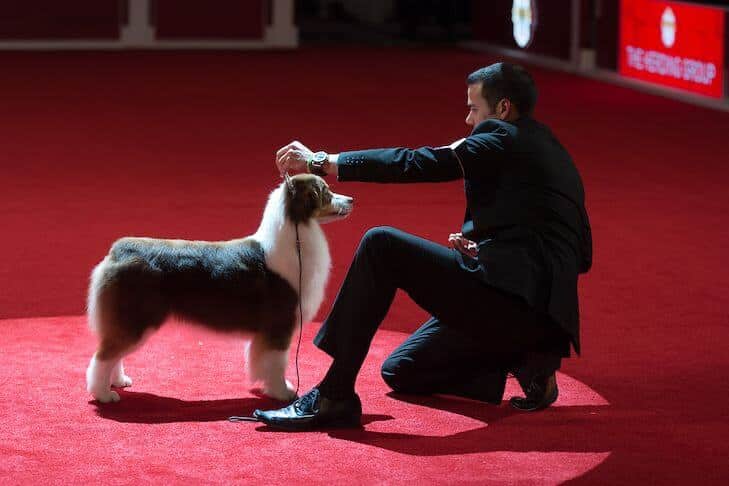 Dog Breed Standard