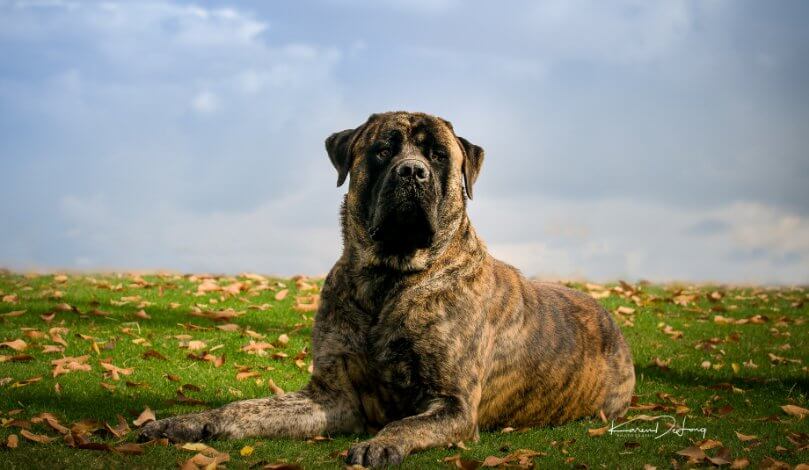 Breed Standard of the Mastiff Dog