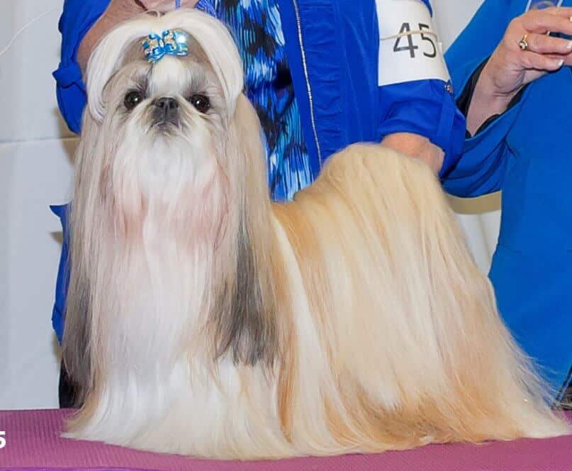 Purebred Shih Tzu Dog Breed - From Head To Tail