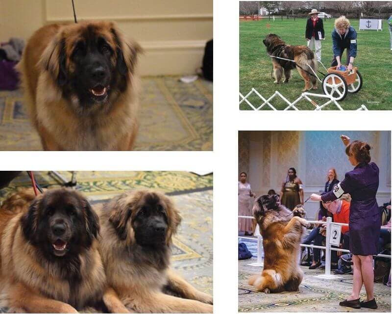 Life with Leonberger