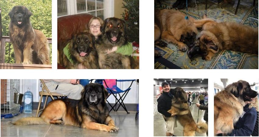 Life with Leonberger