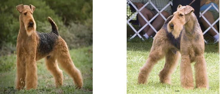 Longvue Airedale Terriers | Todd and April Clyde