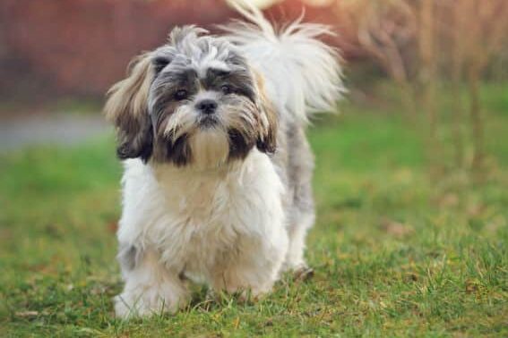 Shih tzu Judging