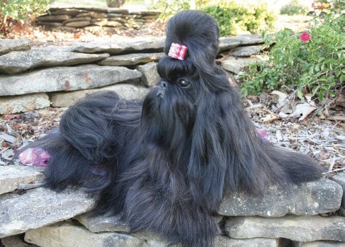 Black Shih Tzu Dog