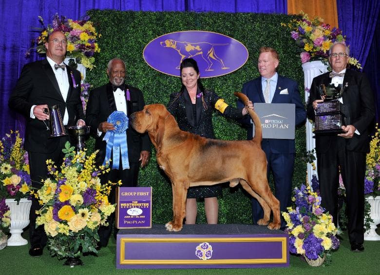 2022 WKC Hound Group Winner – Bloodhound “Trumpet photo