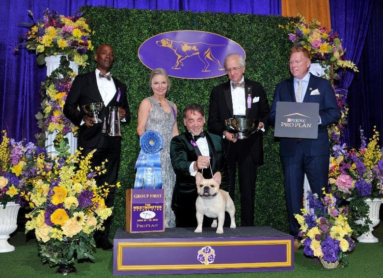 2022 WKC Non-Sporting Group Winner French Bulldog Fox Canyon's I Won The War At Goldshield CGCA CGCU TKN