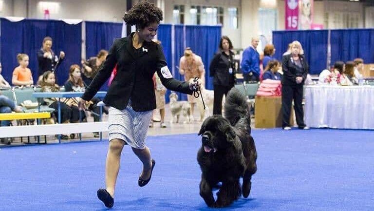 dog show handling classes owner handler photo