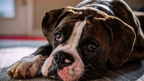 Canine Cancer