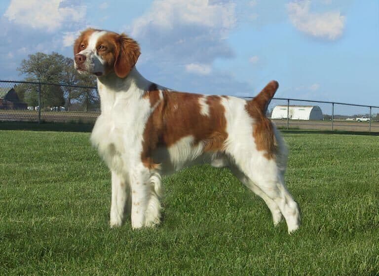 Brittany-Dog Side photo of a Brittany Dog standing on the grass looking in the distance