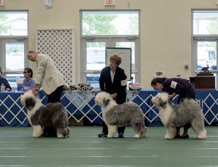 Old English Sheepdog Dog Breed Judging