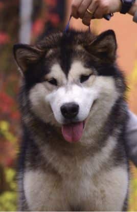 Alaskan Malamute Dog Head Photo