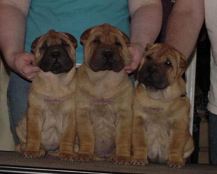 Rumples Chinese Shar-pei - Just a fun puppy photo of a previous litter from a dozen or so years ago.